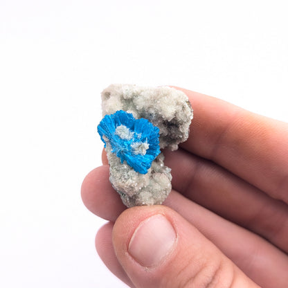 Cavansite On Stilbite